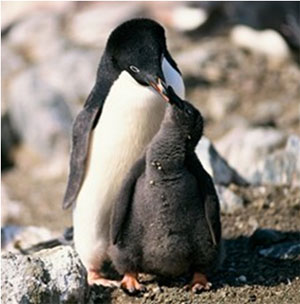 Adelie penguins Adelie penguins