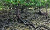 Mangrove