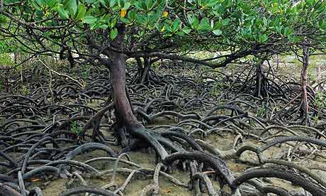 Mangrove Mangrove