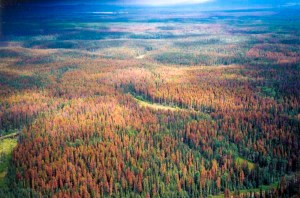 Mountain Pine Beetle Outbreak, British Columbia