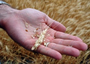 Drought Damaged Wheat Crops - Texas - 2011